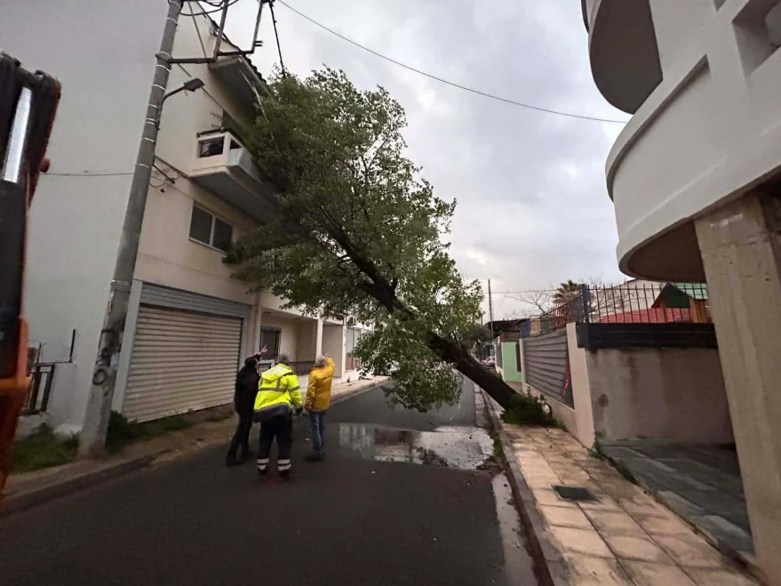 Κακοκαιρία «Ερμίνιο»: Δέντρο προσγειώθηκε σε μπαλκόνι στο Ζεφύρι